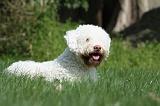 LAGOTTO 004